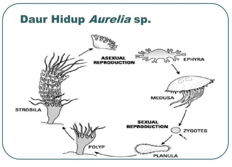 Daur Hidup Aurelia Aurita