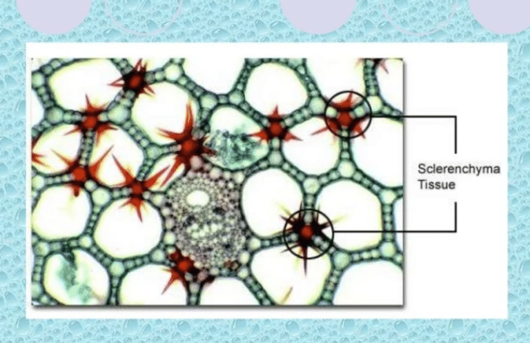 Jaringan Sklerenkim