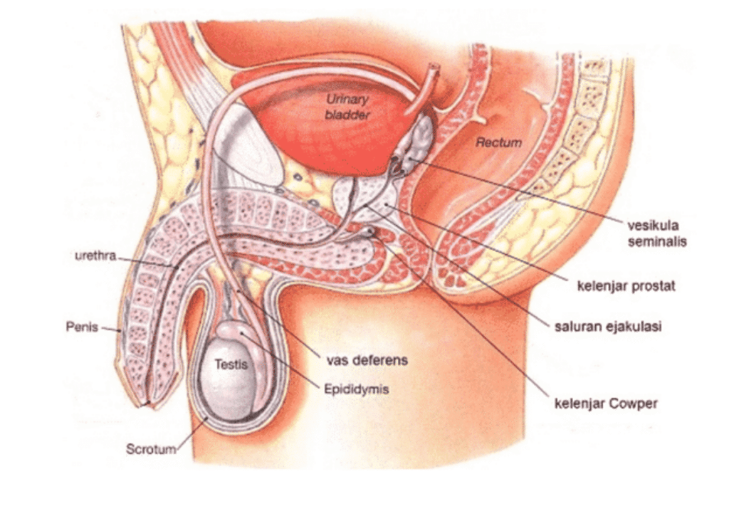 Sistem Organ Reproduksi Pria