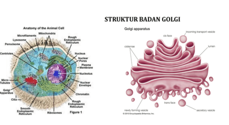 struktur-badan-golgi