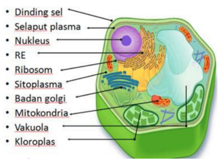 Membran Sel